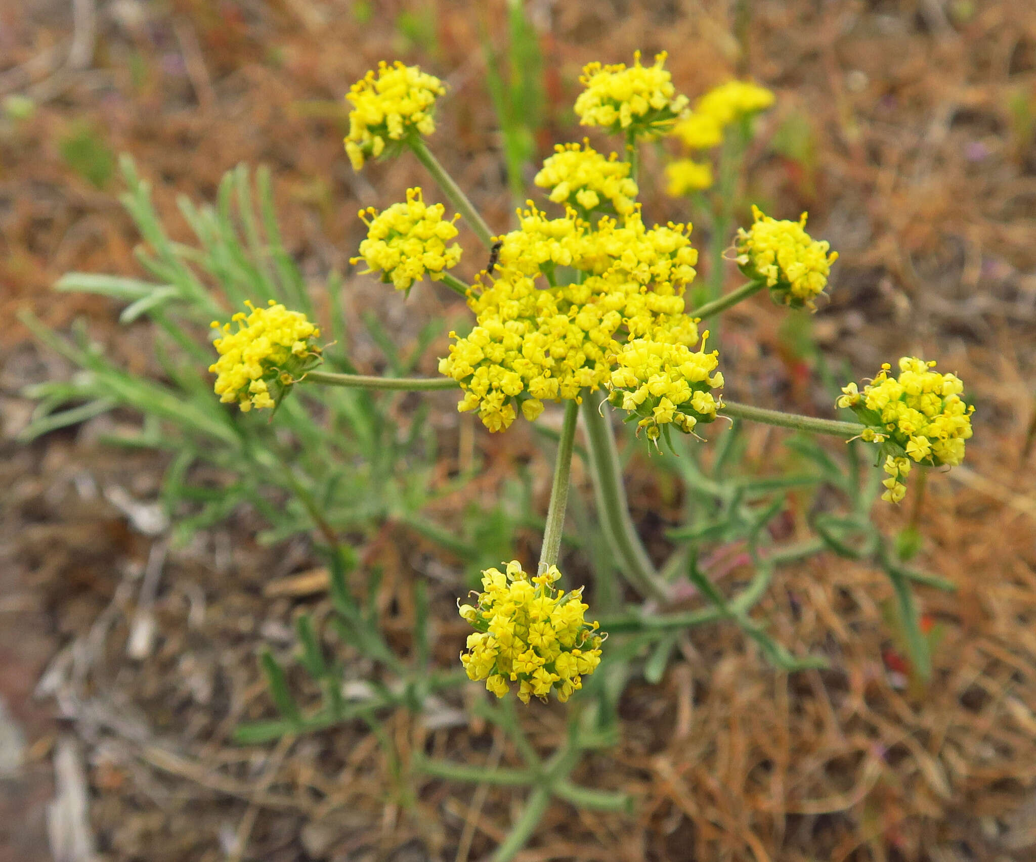 Imagem de Lomatium triternatum var. brevifolium (Coult. & Rose) Mathias