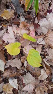 Image of wild yam