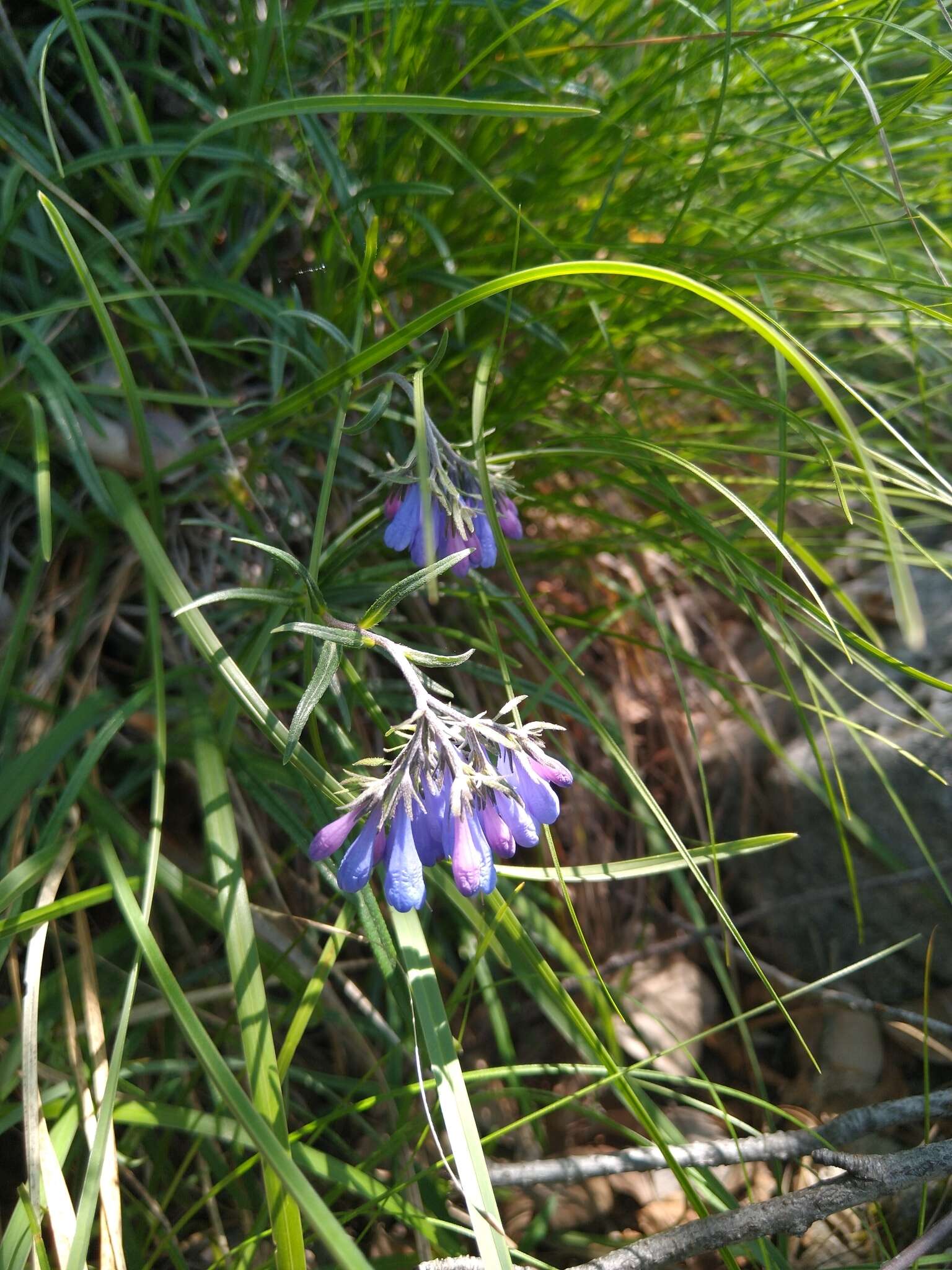 Image of Moltkia suffruticosa (L.) Brand