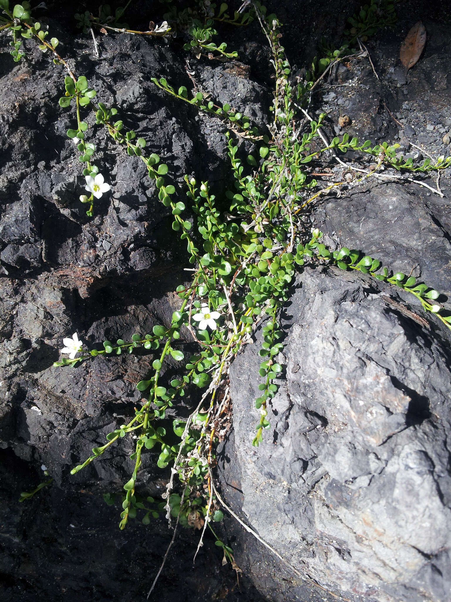 Image of Samolus repens var. repens