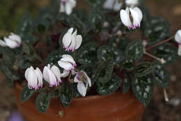 Слика од Cyclamen graecum Link