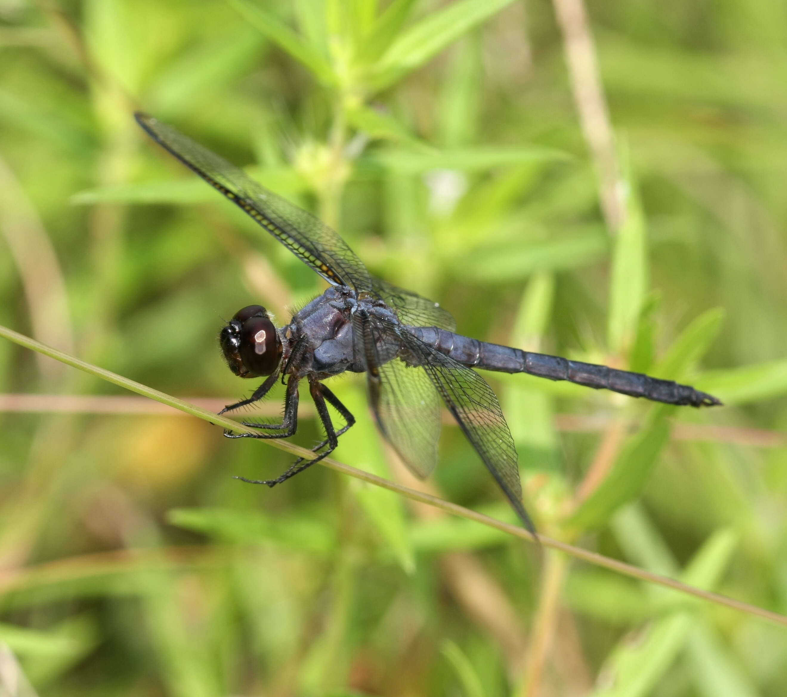 Libellula incesta Hagen 1861 resmi