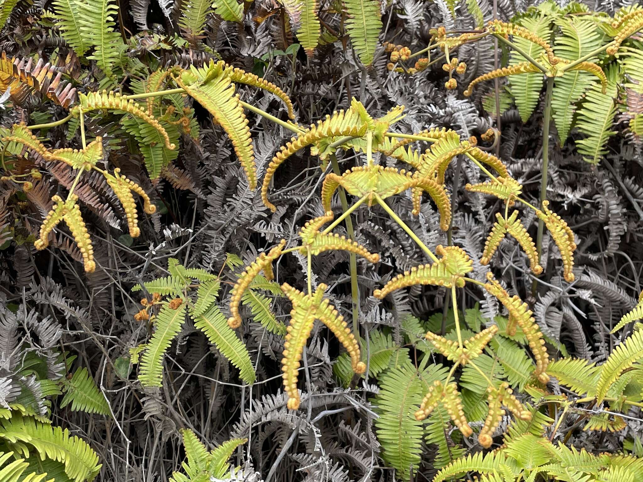 Imagem de Dicranopteris linearis f. emarginata (Brack.) W. H. Wagner