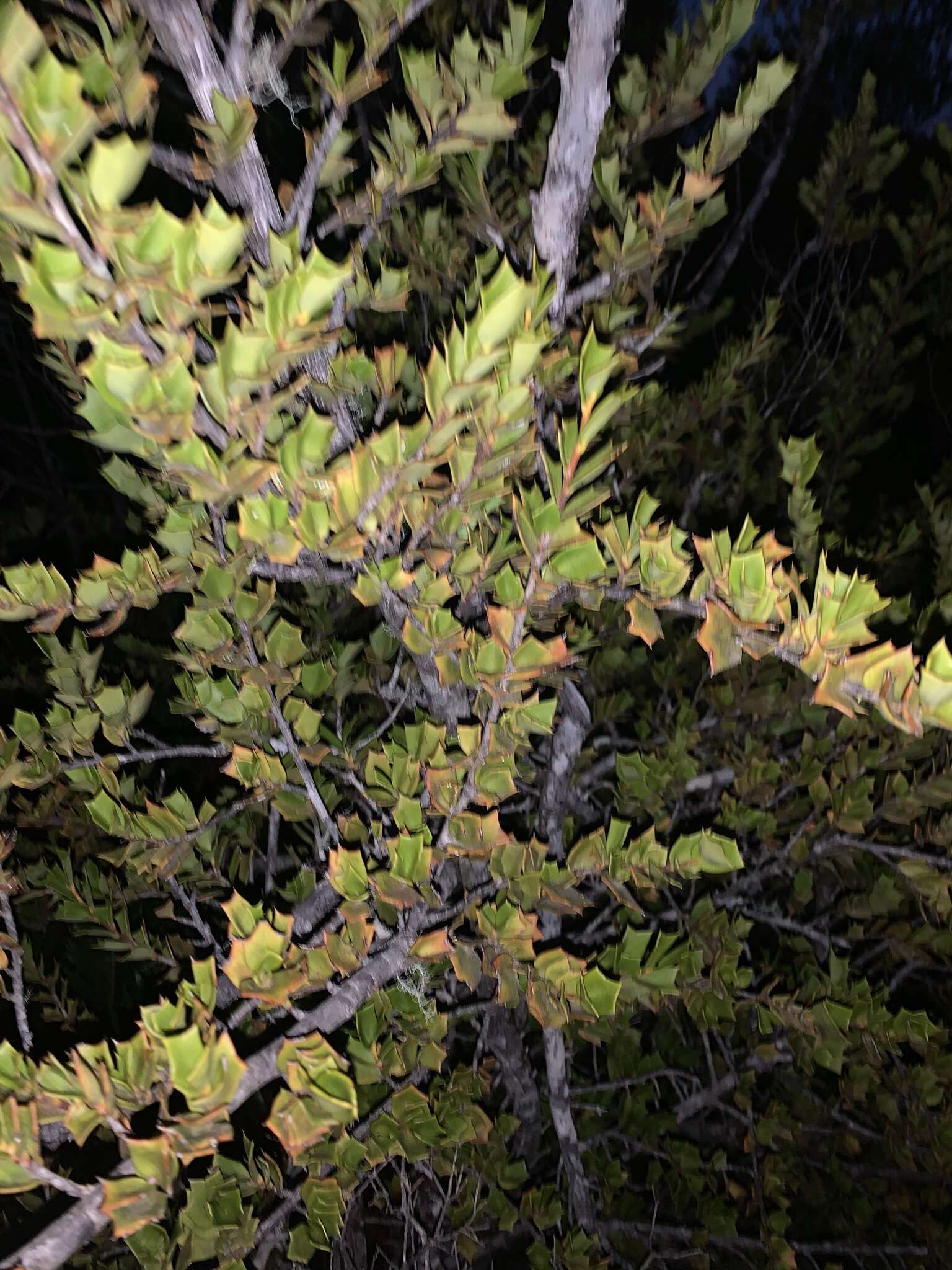 Griselinia jodinifolia (Griseb.) Taub.的圖片