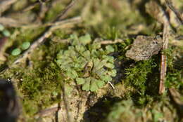 Image of Riccia glauca L.