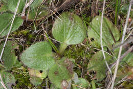 Imagem de Micranthes integrifolia (Hook.) Small