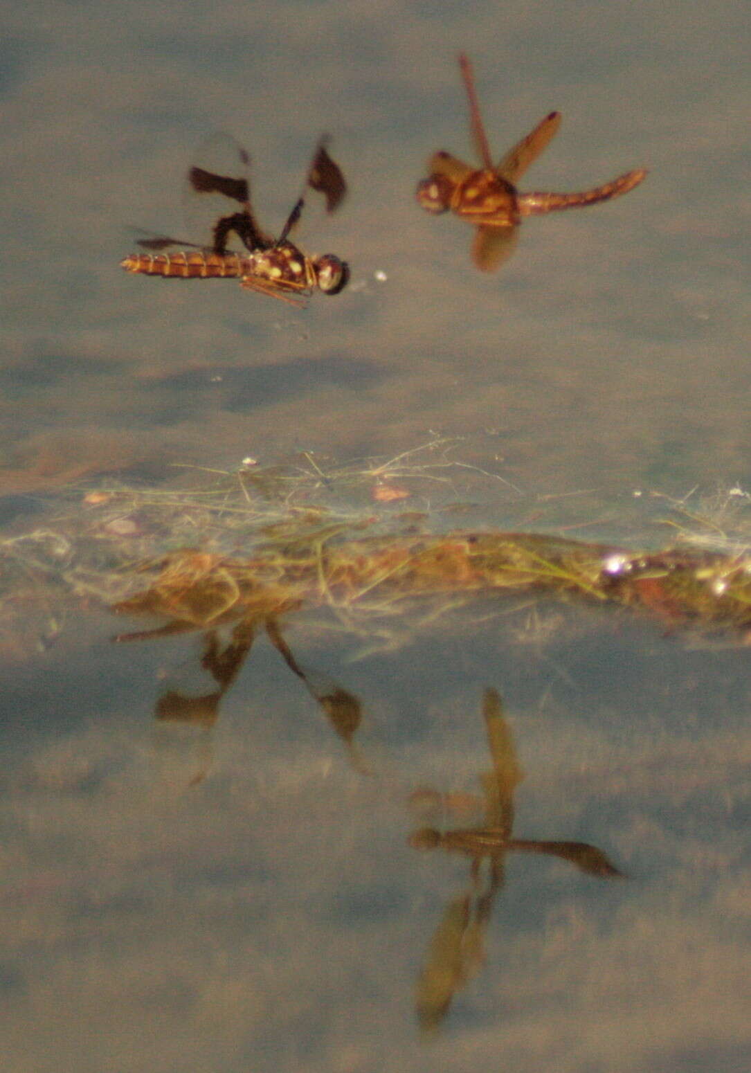 Image of Eastern Amberwing