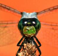 Imagem de Erythemis simplicicollis (Say 1840)