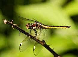 Слика од Libellula cyanea Fabricius 1775