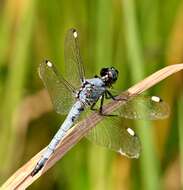 Слика од Libellula cyanea Fabricius 1775