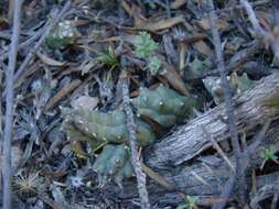 Image de Ceropegia caespitosa subsp. caespitosa