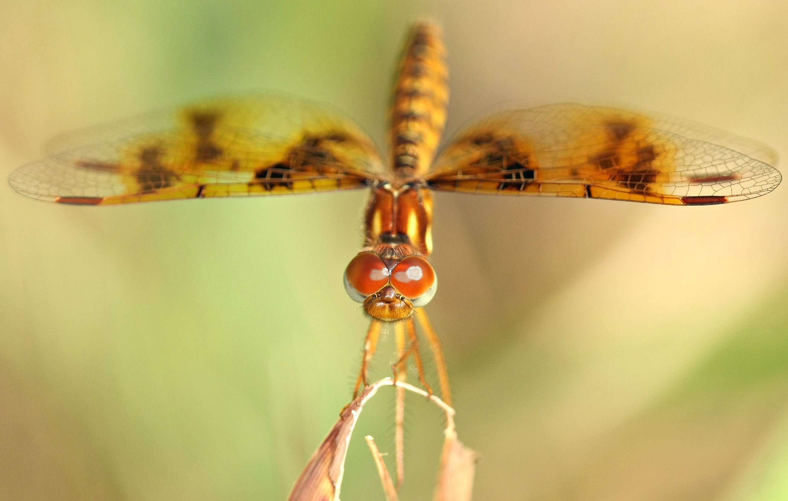 Image of Eastern Amberwing