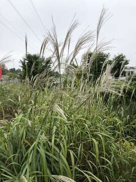 Imagem de Miscanthus sacchariflorus (Maxim.) Benth. & Hook. fil. ex Franch.