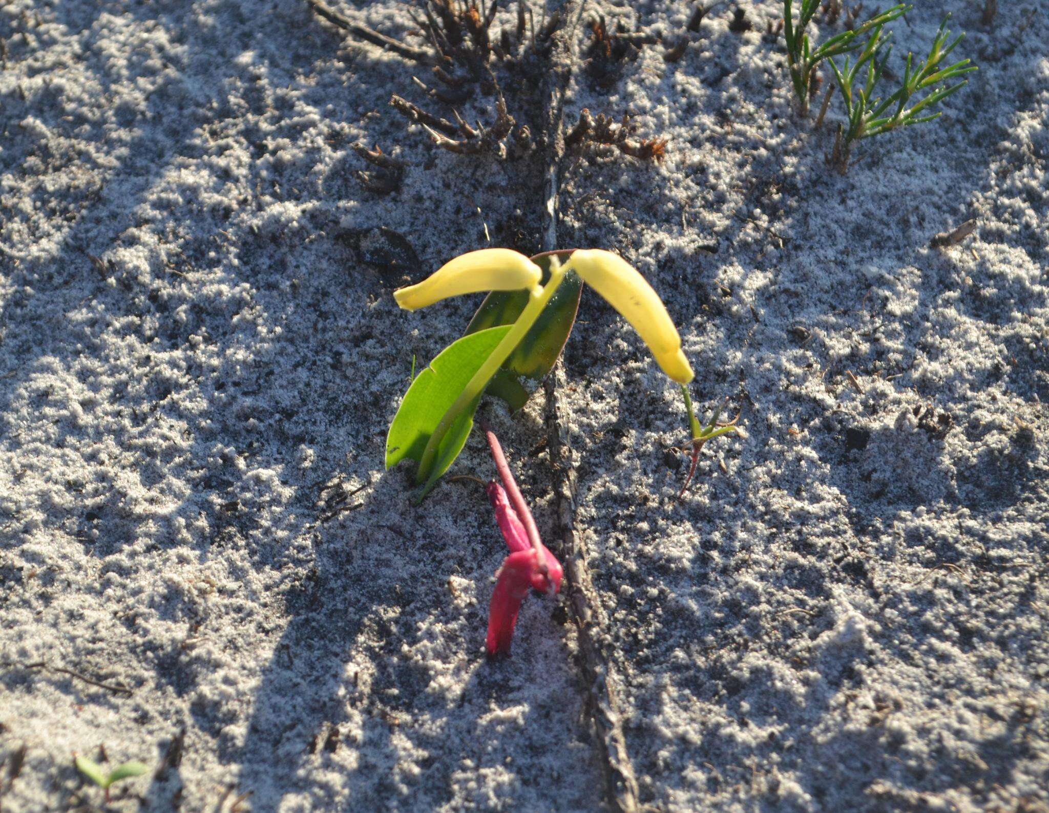 Image of Lachenalia punctata Jacq.