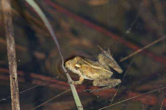 Image of Southern Cricket Frog