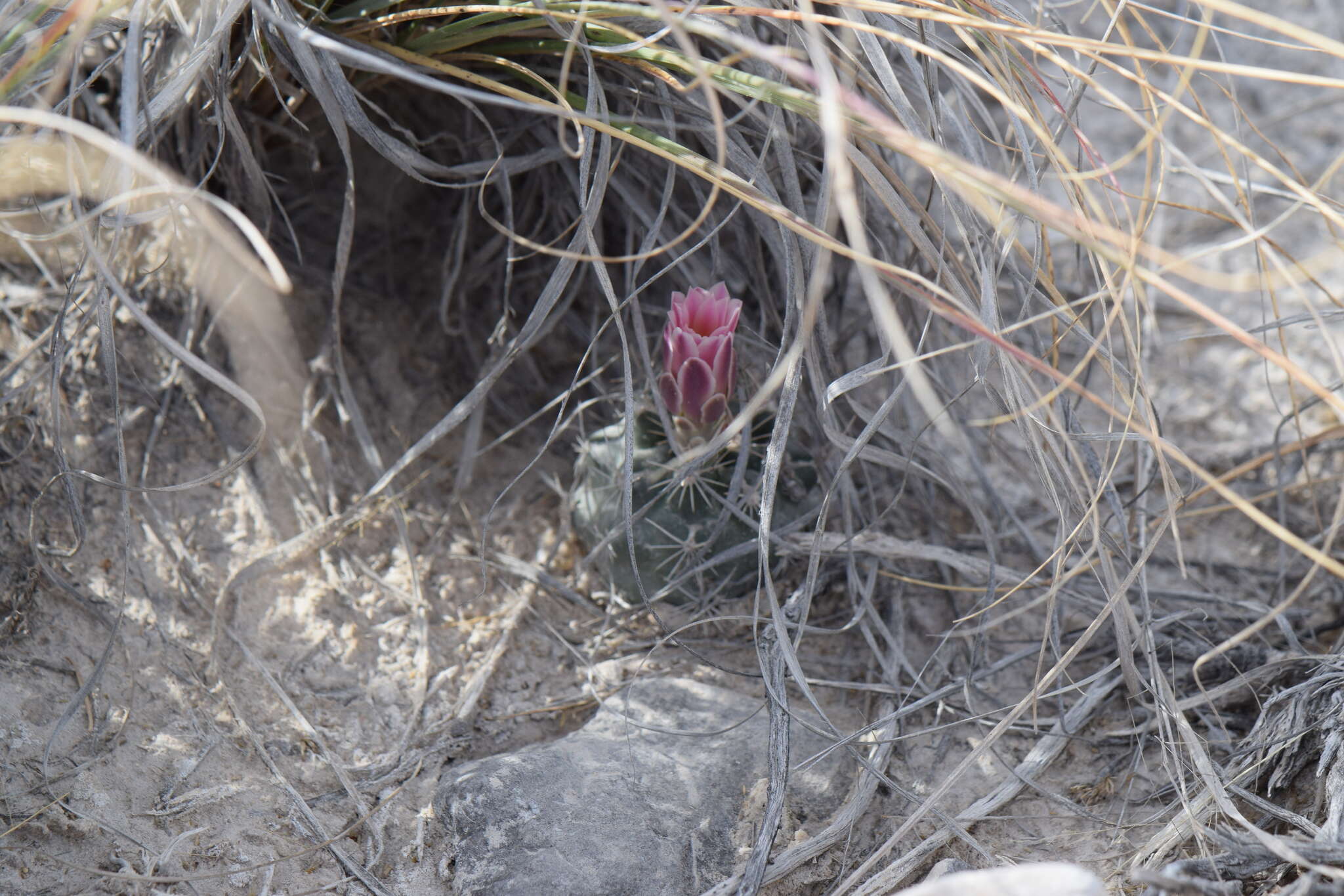 Image of Ancistrocactus pinkavanus