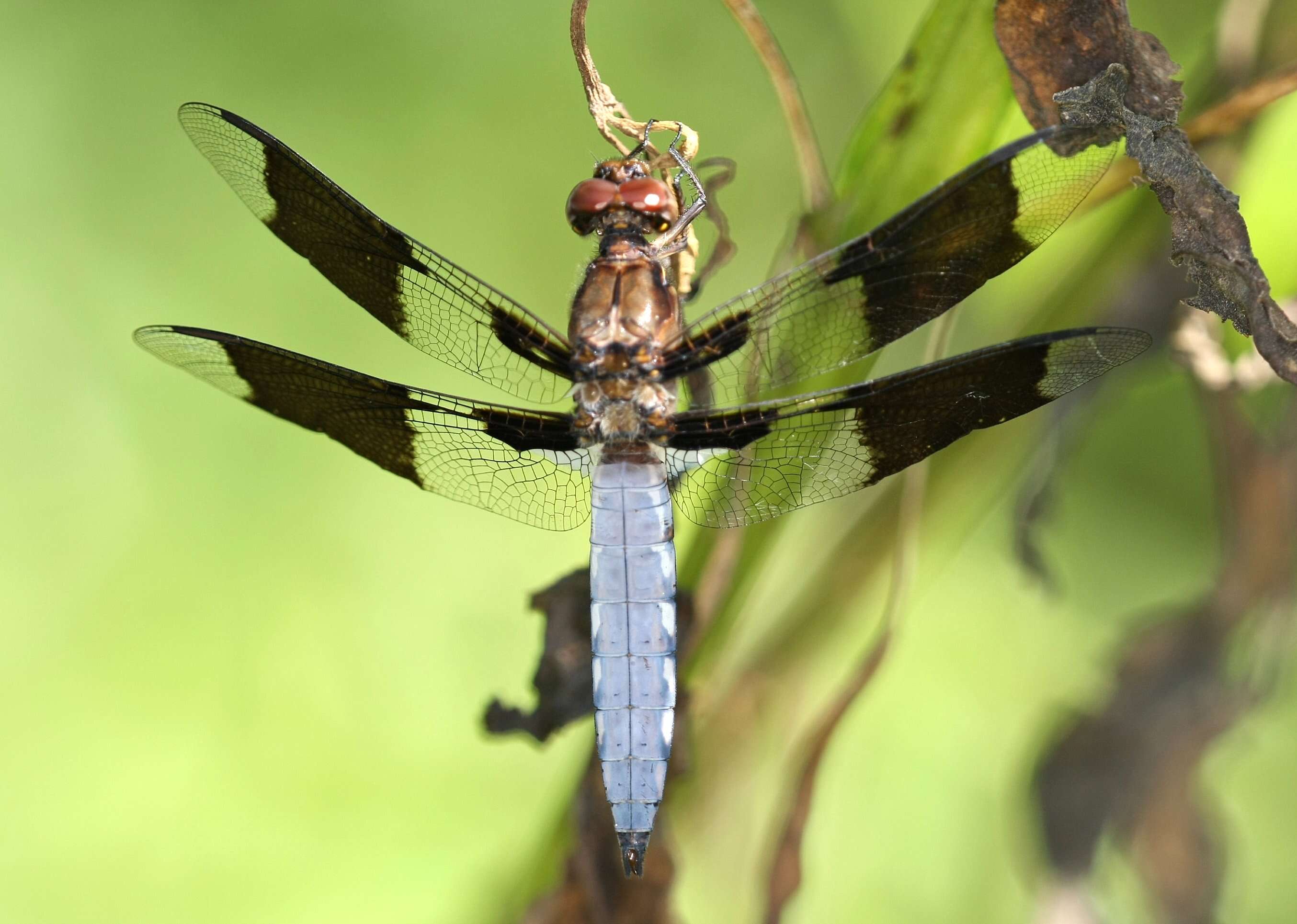 Imagem de Plathemis Hagen 1861