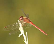 Image of Autumn Meadowhawk