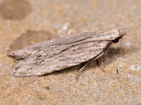 Image of Anarsia spartiella Schrank 1802