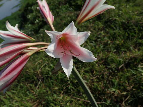 Imagem de Crinum bulbispermum (Burm. fil.) Milne-Redh. & Schweick.