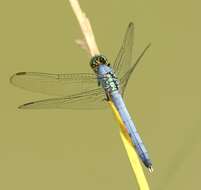 Imagem de Erythemis simplicicollis (Say 1840)