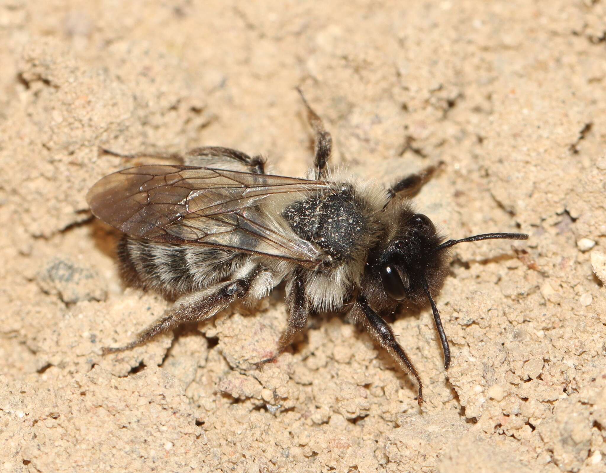 Image of Andrena nycthemera Imhoff 1868