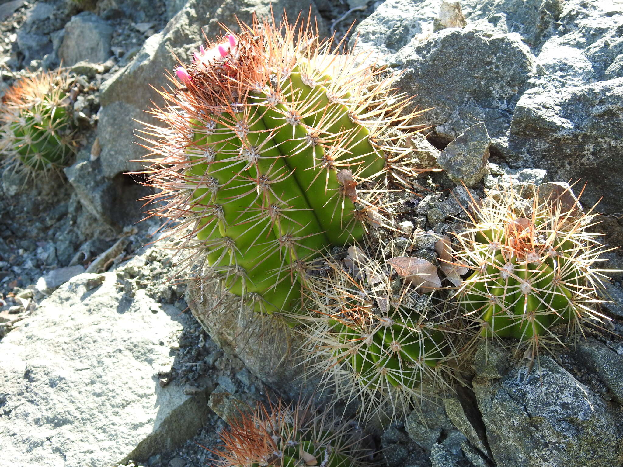 Image of Melocactus harlowii (Britton & Rose) Vaupel