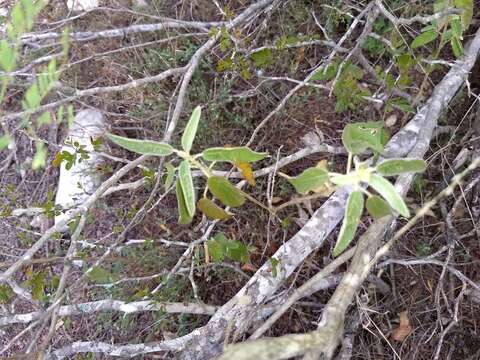 Image of Torrey's croton