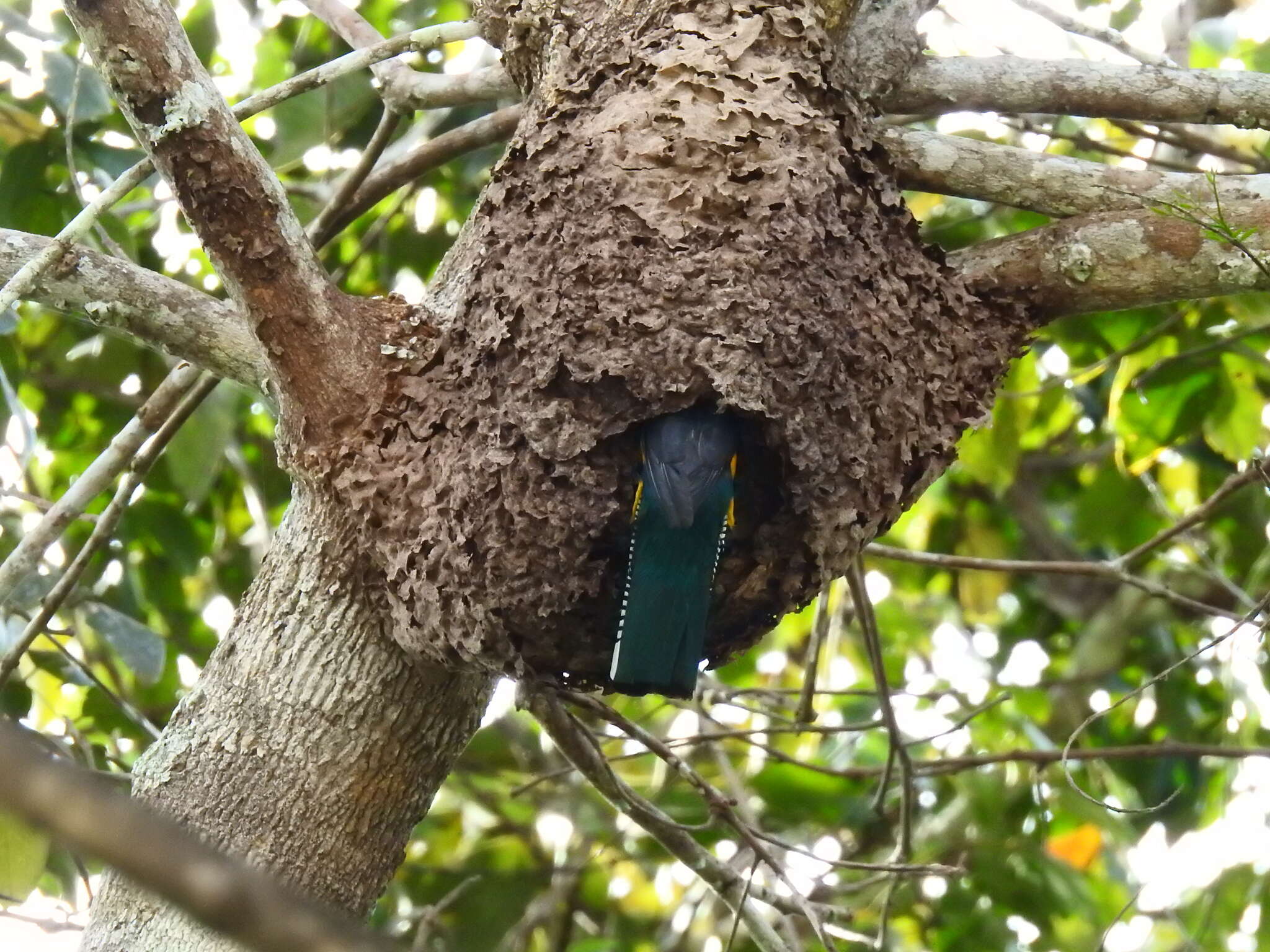 Imagem de Trogon ramonianus Deville & Des Murs 1849