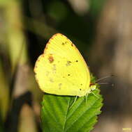 Image of Little Yellow