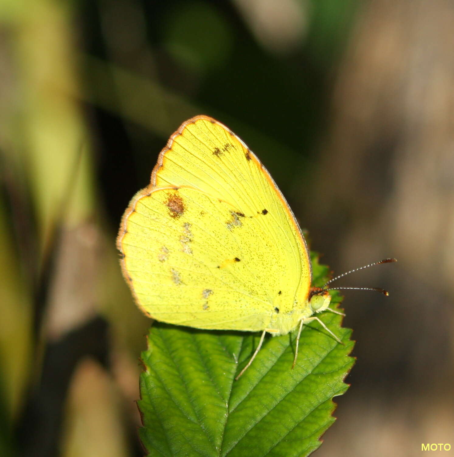 Image of Little Yellow