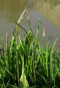 Image of black-grass