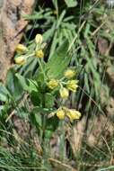 Image de Schizoglossum flavum Schltr.