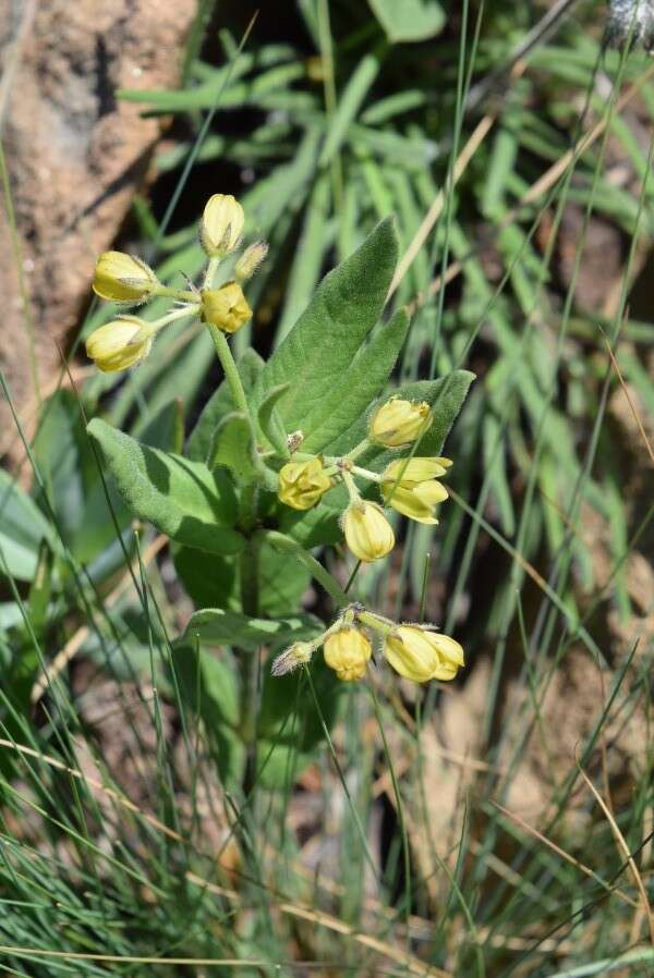 Image de Schizoglossum flavum Schltr.