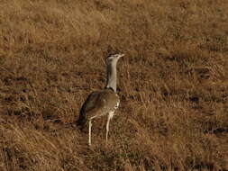 Image of Kori Bustard