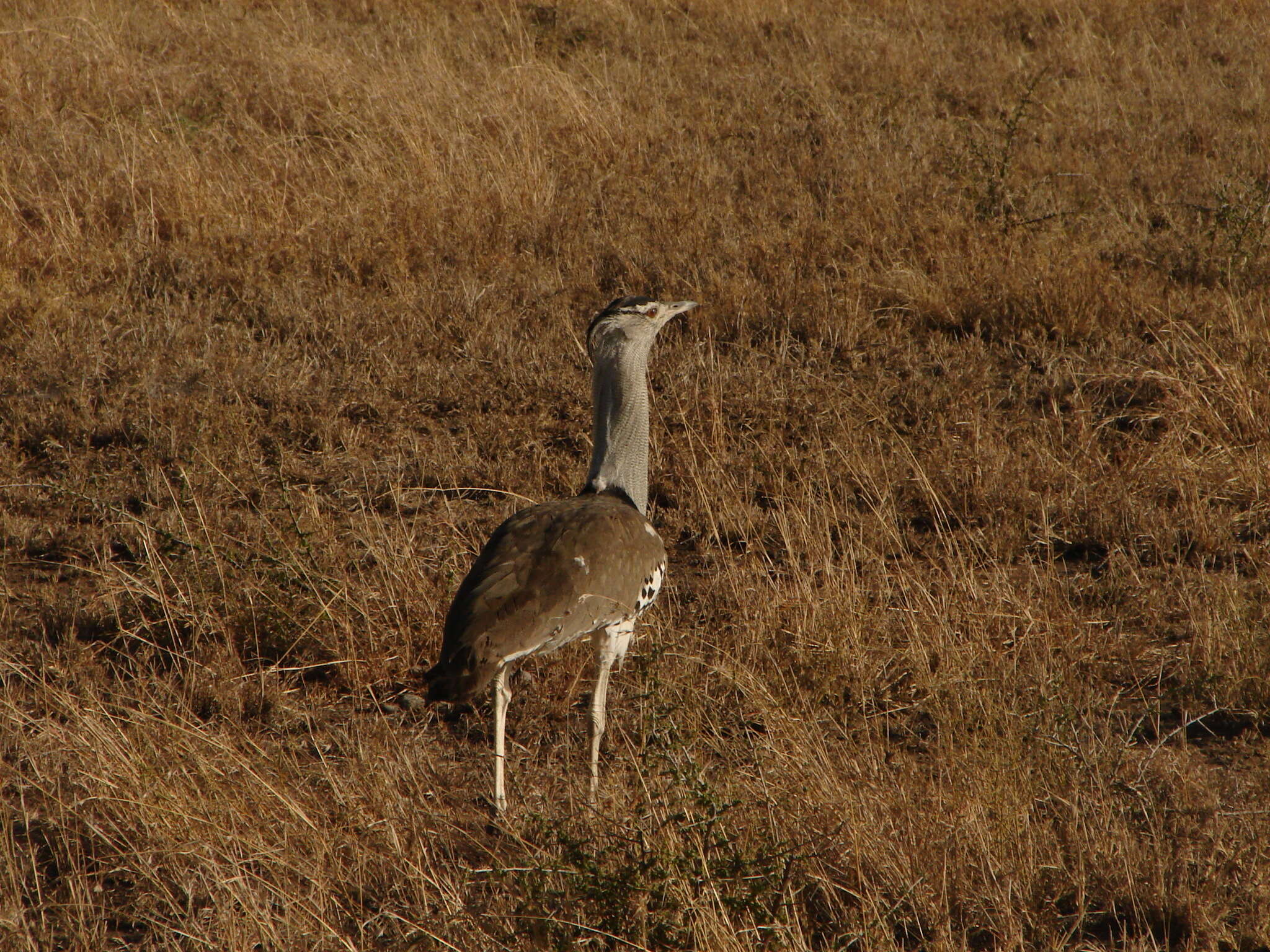 Image of Kori Bustard