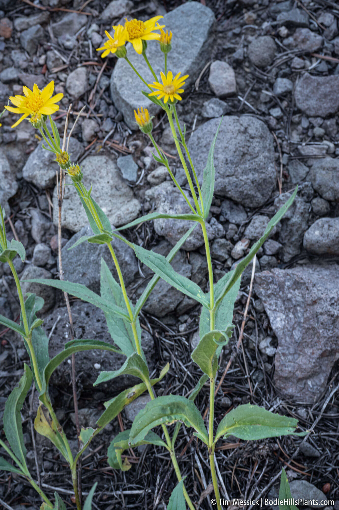 Image of spearleaf arnica