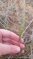 Image of Panicum laevinode Lindl.