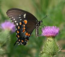 Papilio troilus Linnaeus 1758 resmi