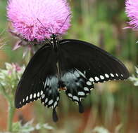 Papilio troilus Linnaeus 1758 resmi