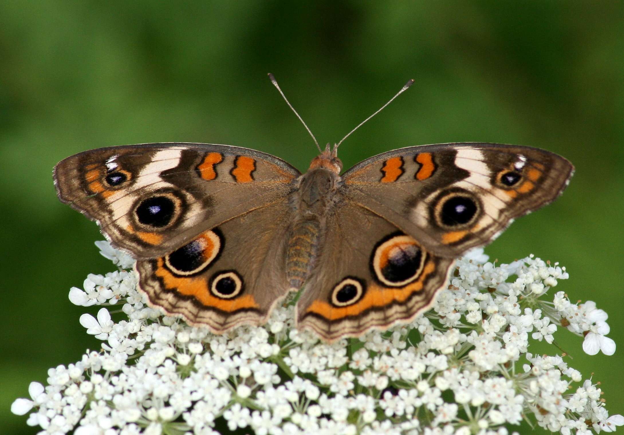 Image of Common buckeye