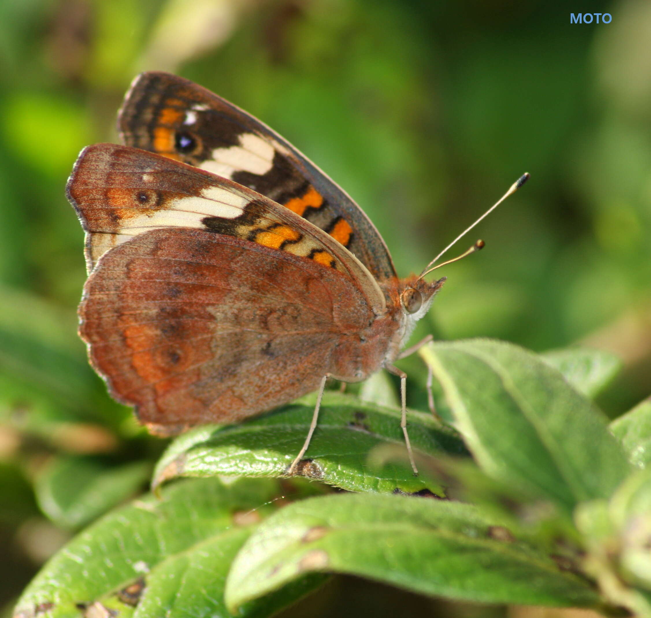 Image of Common buckeye