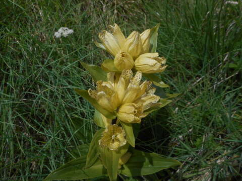 Image of Spotted Gentian