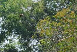 Image of Great Indian Hornbill