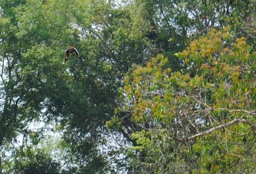 Image of Great Indian Hornbill