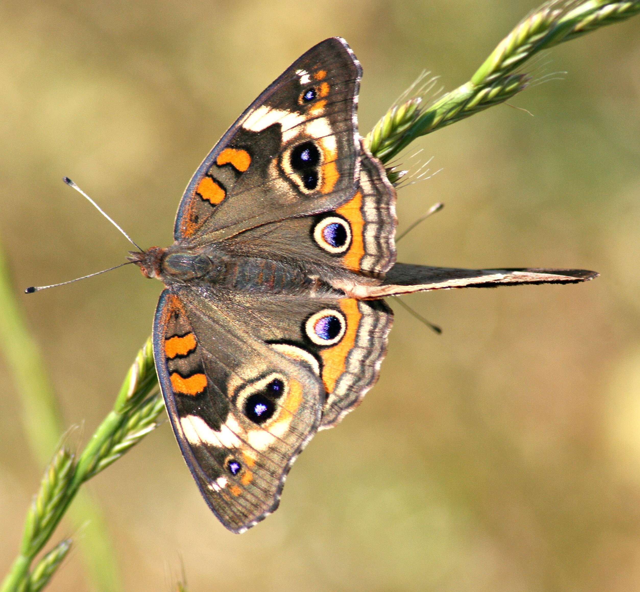 Image of Common buckeye