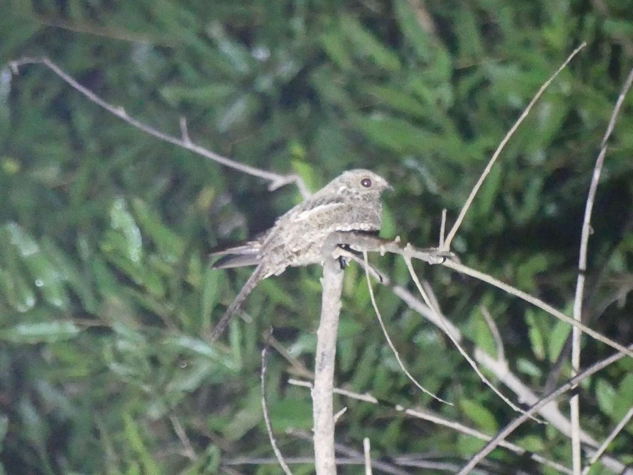 Image of Ladder-tailed Nightjar