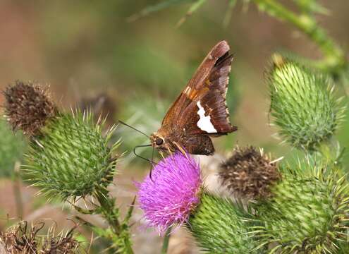 Image of Silver-spotted Skipper