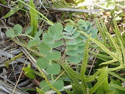 Image of Gingidia grisea Heenan