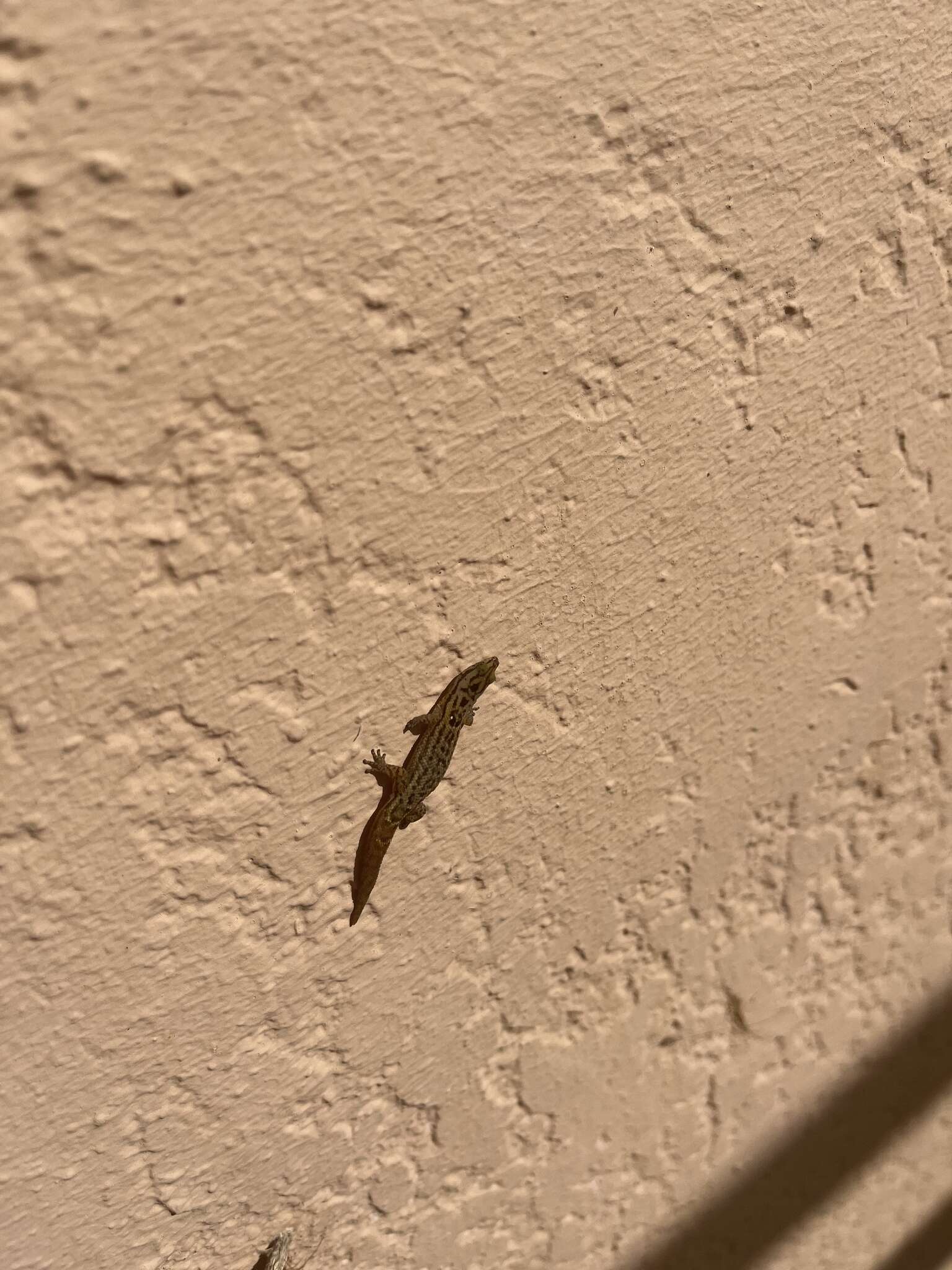 Image of big-scaled least gecko